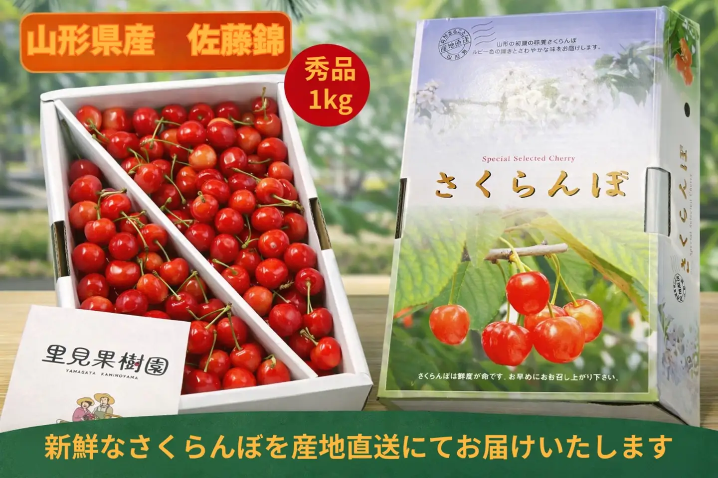 さくらんぼ（佐藤錦）１ｋｇ以上　Ｌサイズ以上　秀品　0079-2602