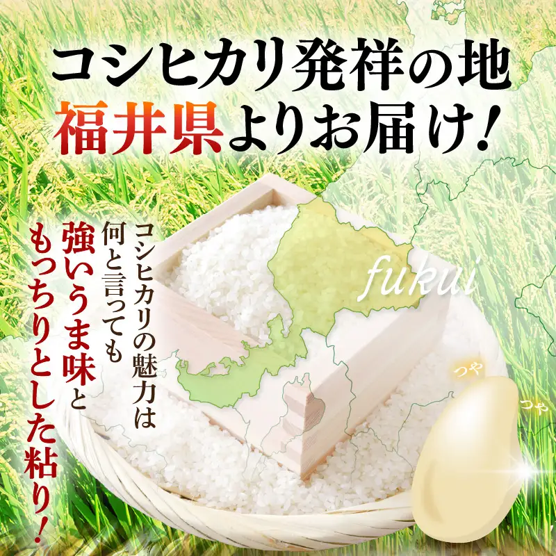 令和7年産  5kg 精米 コシヒカリ 福井県産《14日以内に出荷予定》 [e66-a013]