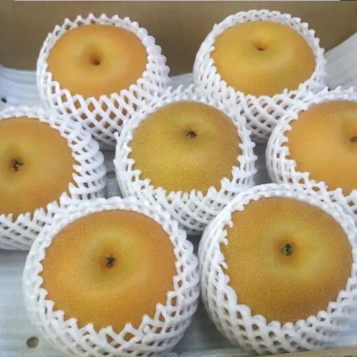 市川の梨　あきづき　3kg（5～10個入り）　【12203-0085】