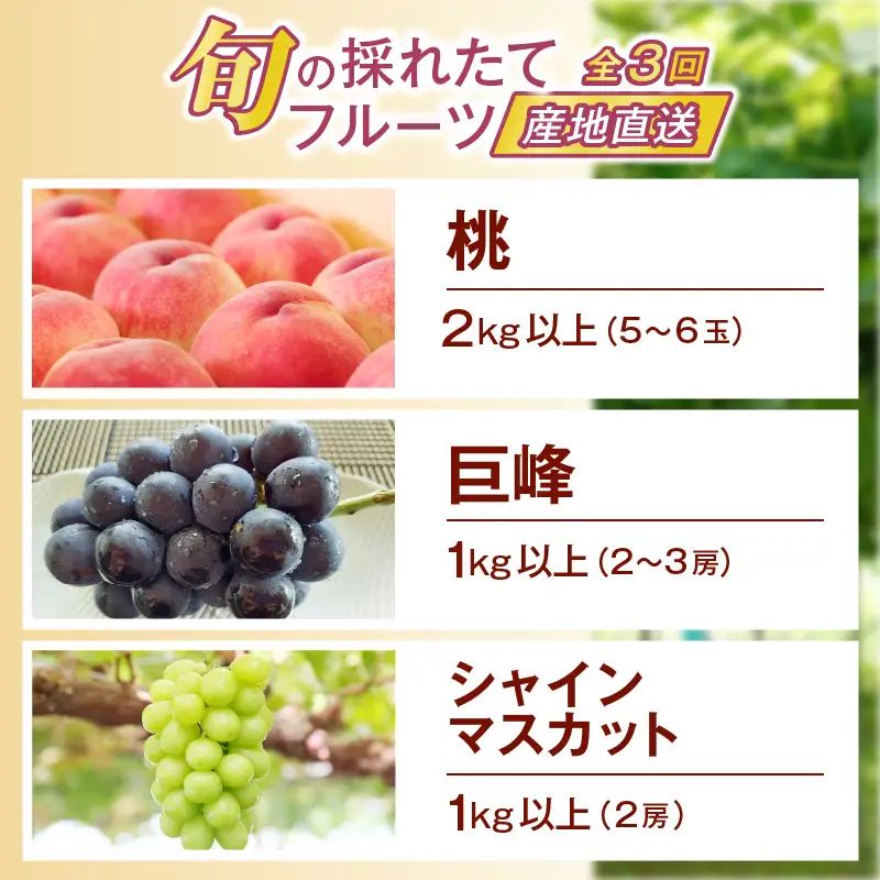 【定期便】旬の採れたて3回定期便（桃・巨峰・シャインマスカット）【2026年発送】（HO）C9-410 もも 巨峰 シャインマスカット フルーツ