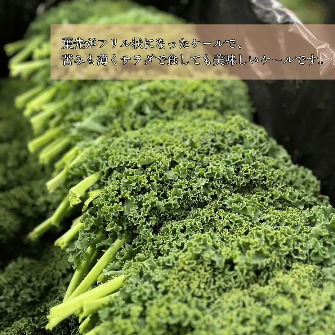 【先行受付】のらくら農場 ケール１kg　4か月定期便 [NK-T523]