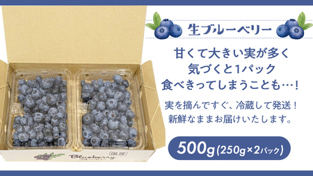 茨城県産 生 ブルーベリー 合計 500g (250g×2P) [DZ001sa]