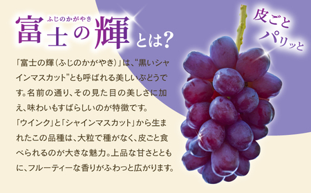 先行予約 富士の輝 1房 約500g 【2026年8月上旬から8月下旬発送予定】
