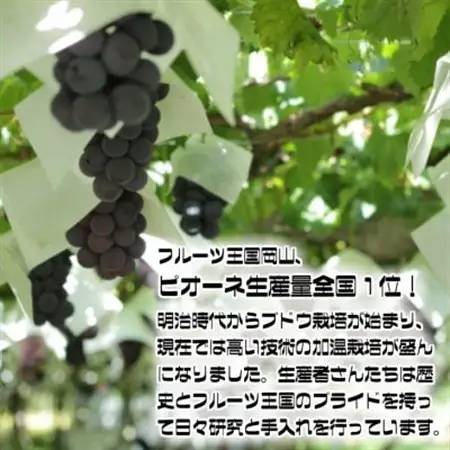 【2026年発送】糖度抜群ぶどう【秀品】岡山産!種なしピオーネ2kg以上(3～4房)　ギフトにも【配送不可地域：離島】【1612201】