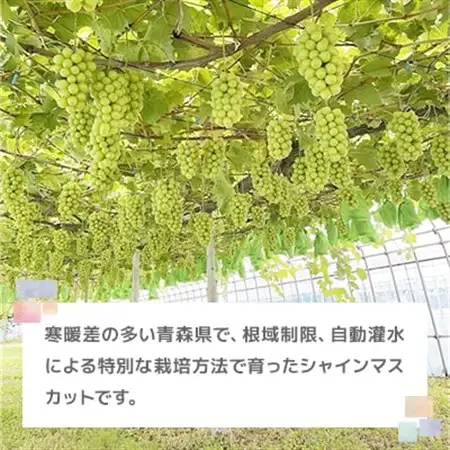 【先行予約】美味しさは「寒暖差」にあり 粒だけ!青森市産【訳あり】シャインマスカット(約1kg)_果物・フルーツ ぶどう・マスカット  ブドウ 葡萄 _【配送不可地域：離島】【1613276】