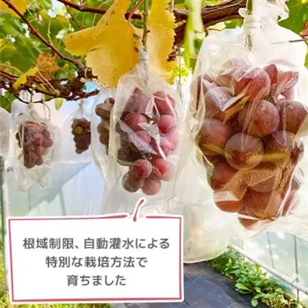 2026年発送【訳あり】種なしぶどう 青森県産クインニーナ 2房(1.0kg～1.2kg)_果物・フルーツ ぶどう・マスカット  ブドウ 葡萄 _【配送不可地域：離島】【1613277】