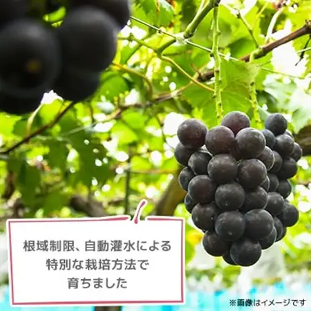 2026年発送【訳あり】種なしぶどう　青森県産　藤稔2房(1.0kg～1.2kg)_果物・フルーツ ぶどう・マスカット  ブドウ 葡萄 _【配送不可地域：離島】【1613278】