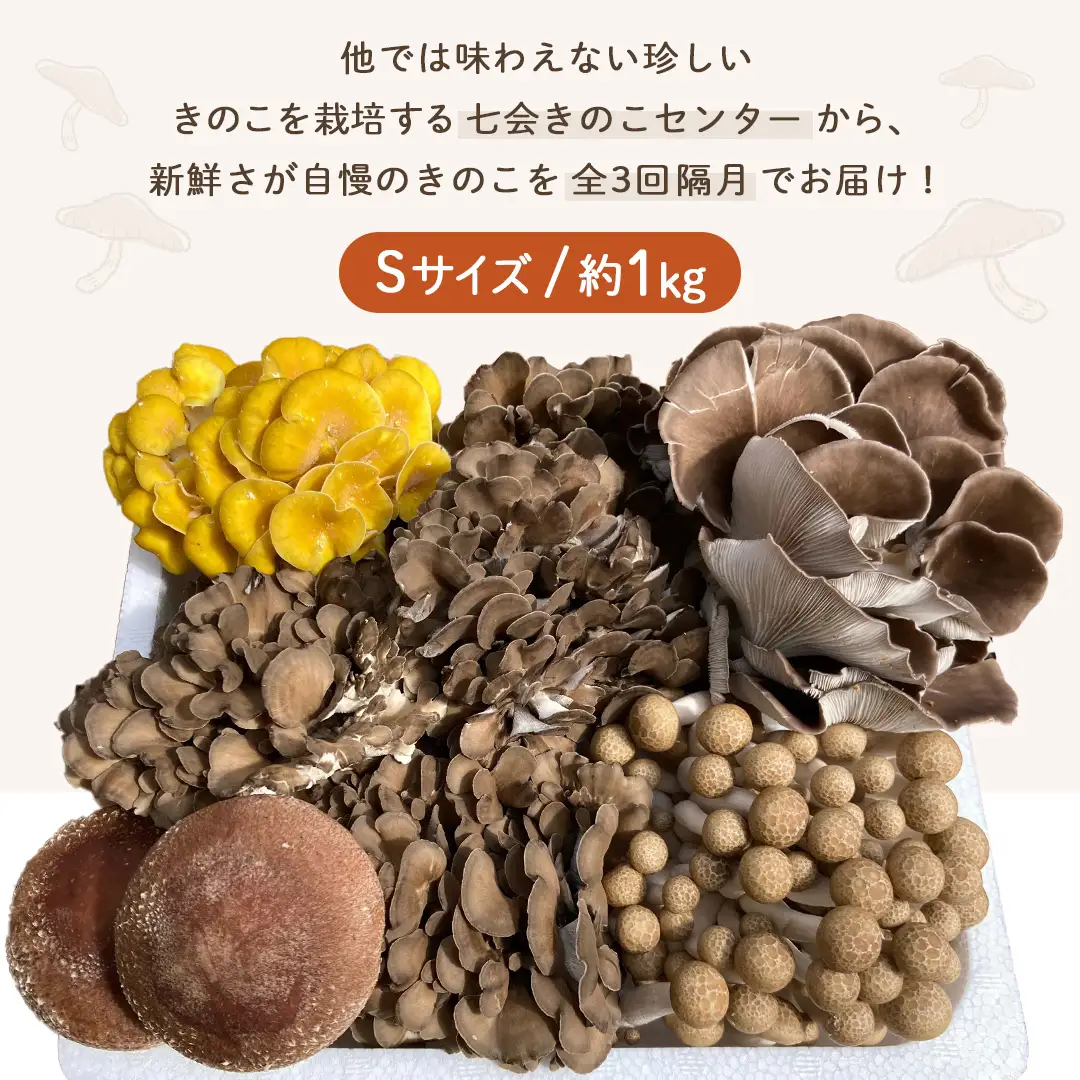 《 全３回 隔月定期便 》  きのこ の 詰め合わせ Sサイズ 約1kg （茨城県共通返礼品 城里町） 定期便 キノコ 舞茸 あわび茸 たもぎ茸 しいたけ ぶなしめじ セット 鍋 炒め物 [CX008sa]
