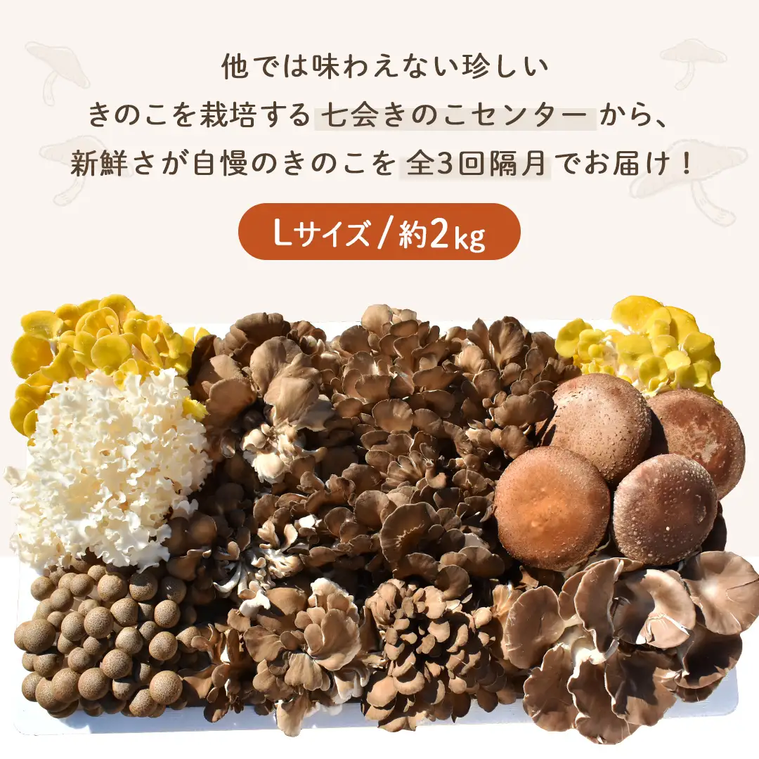 《 全３回 隔月定期便 》 きのこ の 詰め合わせ Lサイズ 約2kg （茨城県共通返礼品 城里町） 定期便 キノコ 舞茸 あわび茸 たもぎ茸 しいたけ 花びら茸 セット 鍋 炒め物 [CX010sa]