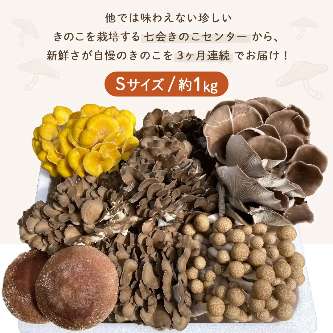 《 ３ヶ月 連続定期便 》 きのこ の 詰め合わせ Sサイズ 約1kg （茨城県共通返礼品 城里町） 定期便 キノコ 舞茸 あわび茸 たもぎ茸 しいたけ ぶなしめじ セット 鍋 炒め物 [CX005sa]