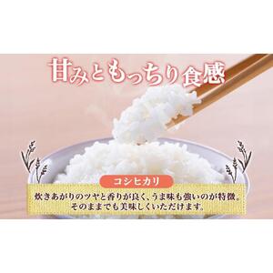 令和7年産 コシヒカリ 風さやか 白米 各5kg 長野県産 米 精米 お米 ごはん ライス 甘み 農家直送 産直 信州 人気 ギフト お取り寄せ 平林農園 送料無料 長野県 大町市