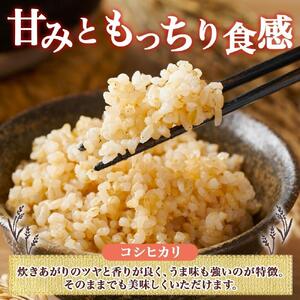 令和7年産 コシヒカリ 風さやか 玄米 各5kg 長野県産 米 お米 ごはん ライス 低GI 甘み 農家直送 産直 信州 人気 ギフト お取り寄せ 平林農園 送料無料 長野県 大町市