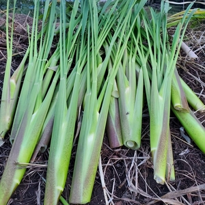 【先行予約】収穫したてを発送します　　マコモダケ　約2.5㎏〈出荷時期:2026年10月中旬～2026年11月中旬頃〉