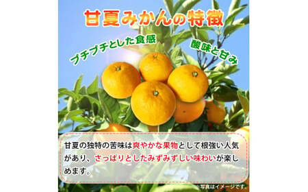 紀州 有田産 すっきり爽やか 甘夏 みかん 8kg 【ご家庭用訳あり】 / 温州みかん 柑橘 フルーツ 果物 和歌山 ※2027年3月中旬〜3月下旬頃順次発送予定 ※離島への配送不可 【uot847】