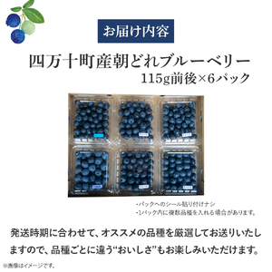 【新鮮ブルーベリー】 生果実 （115g×6パック）Cvs-A10 ブルーベリー 四万十町産朝どれ