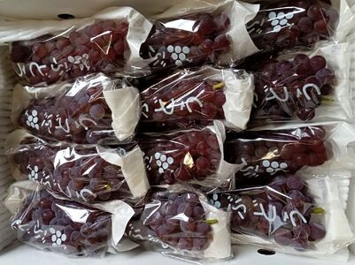 【定期便：全４回】ぶどう食べ比べコース（デラウェア、サニールージュ、シャインマスカット、スチューベン）　0142-2618
