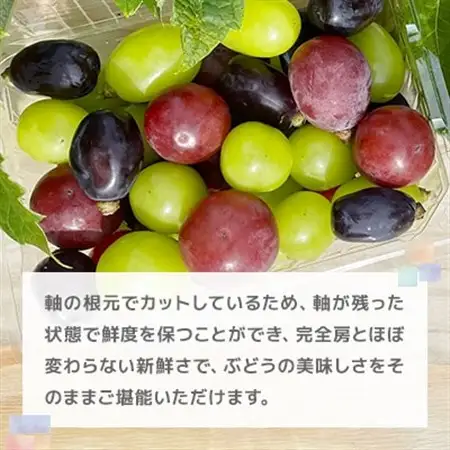 2026年発送【訳あり】粒取り ぶどう バラバラ3色セット 計1kg(500g×2パック)食べ比べ!_果物・フルーツ ぶどう・マスカット  ブドウ 葡萄 _【配送不可地域：離島】【1613279】