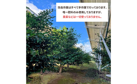 榊 浜松出世榊 本榊 純国産 1対（2束）※15日交換に間に合うように配送 国内産 日持ち 大きい 艶やか 肥料のみ使用 農薬不使用 浜松市 静岡県