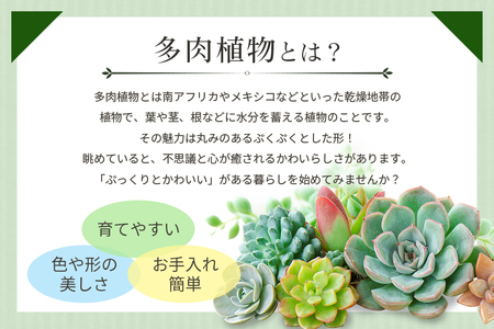 可愛い多肉植物の寄せ植えリース23cm 多肉植物 観葉植物 インテリア 寄せ植え 誕生日プレゼント オシャレ 多肉 観葉 リース 植物 苗 種類 農園直送 栽培 ガーデニング 寄せ植え用 多肉専科