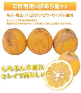訳あり 河内晩柑 ジューシーオレンジ 約8kg オレンジ みかん ミカン 蜜柑 柑橘 熊本県 宇城市 送料無料 2026年3月下旬から2026年7月下旬発送予定
