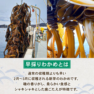 早採り 塩蔵わかめ 若芽っこ 250g×2袋 (計500g) 海鮮 海藻 わかめ ワカメ 魚貝類 魚介類 みそ汁 スープ 酢の物 小分け 贈答品 贈答用 三陸産 岩手県 大船渡市