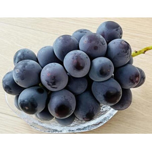 【お中元 熨斗付】 巨峰 1房 (県内共通返礼品:かすみがうら市産) 先行予約 ギフト 贈答 ぶ ぶどう ブドウ 葡萄 フルーツ 茨城 新鮮 (BR082)