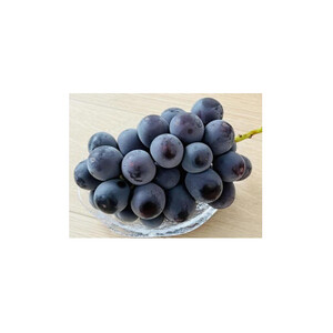 【お中元 熨斗付】 巨峰 2房 (県内共通返礼品:かすみがうら市産 ) 先行予約 ギフト 贈答 ぶどう ブドウ 葡萄 フルーツ 茨城 新鮮 (BR088)