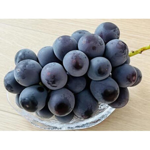 ピオーネ 桐箱入り 2房 ＜2026年7月より順次発送予定＞ (県内共通返礼品:かすみがうら市産) 先行予約 ギフト 贈答 ぶどう ブドウ 葡萄 フルーツ 茨城 新鮮 (BR101)