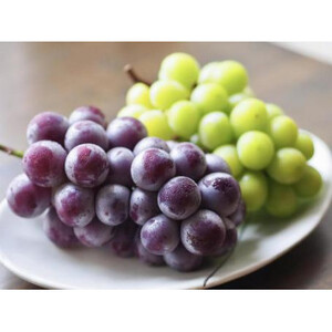 【お中元 熨斗付】 シャインマスカット と ピオーネ 桐箱入り 2房 ＜2026年8月より順次発送＞ (県内共通返礼品:かすみがうら市産) 先行予約 ギフト 贈答 ぶどう ブドウ 葡萄 フルーツ 茨城 新鮮 (BR103)