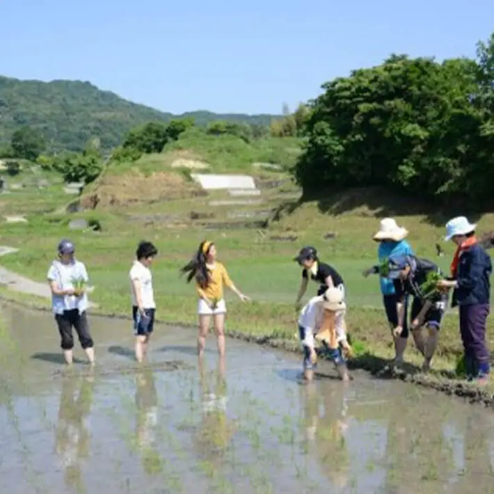 田植又は稲刈体験　淡路島の棚田米5kg付