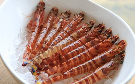 車海老 活き〆急速冷凍車海老 3Lサイズ 約2kg