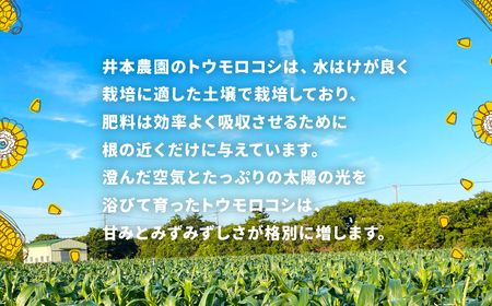 【先行予約】井本農園の朝採れとうもろこし 6本 とうもろこし