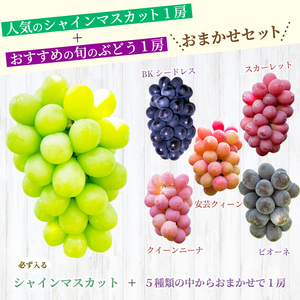【先行受付】厳選！旬のぶどう詰め合わせ約1kg（2房） 2026年9月上旬から順次発送 種なし シャインマスカット 品種 農園おまかせ ピオーネ BKシードレス 安芸クイーン クイーンニーナ スカーレット お楽しみ 人気 葡萄 贈答 お中元 プレゼント 厳選 フルーツ 205001