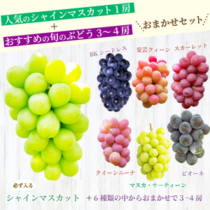 【先行受付】厳選！旬のぶどう詰め合わせ約2kg（4～5房） 2026年9月上旬から順次発送 種なし シャインマスカット 品種 農園おまかせ ピオーネ BKシードレス 安芸クイーン クイーンニーナ スカーレット マスカサーティーン お楽しみ 人気 葡萄 贈答 お中元 プレゼント 厳選 フルーツ 205002