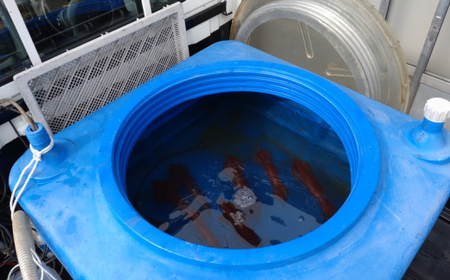 イカ 刺身用 約220g 烏賊 いか 魚介 魚介類