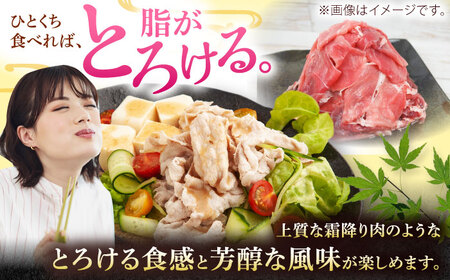 切り落とし 沖縄県産豚肉 もも切り落とし 約2.5kg (500g×5P)  BCAJ013 豚肉