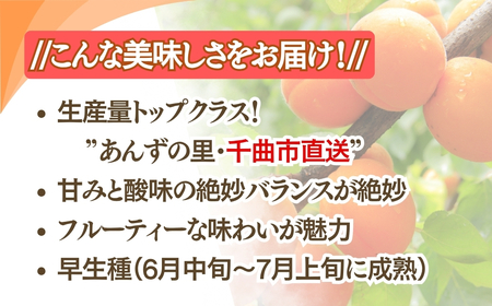 生食用あんず信山丸 約2kg | あんず