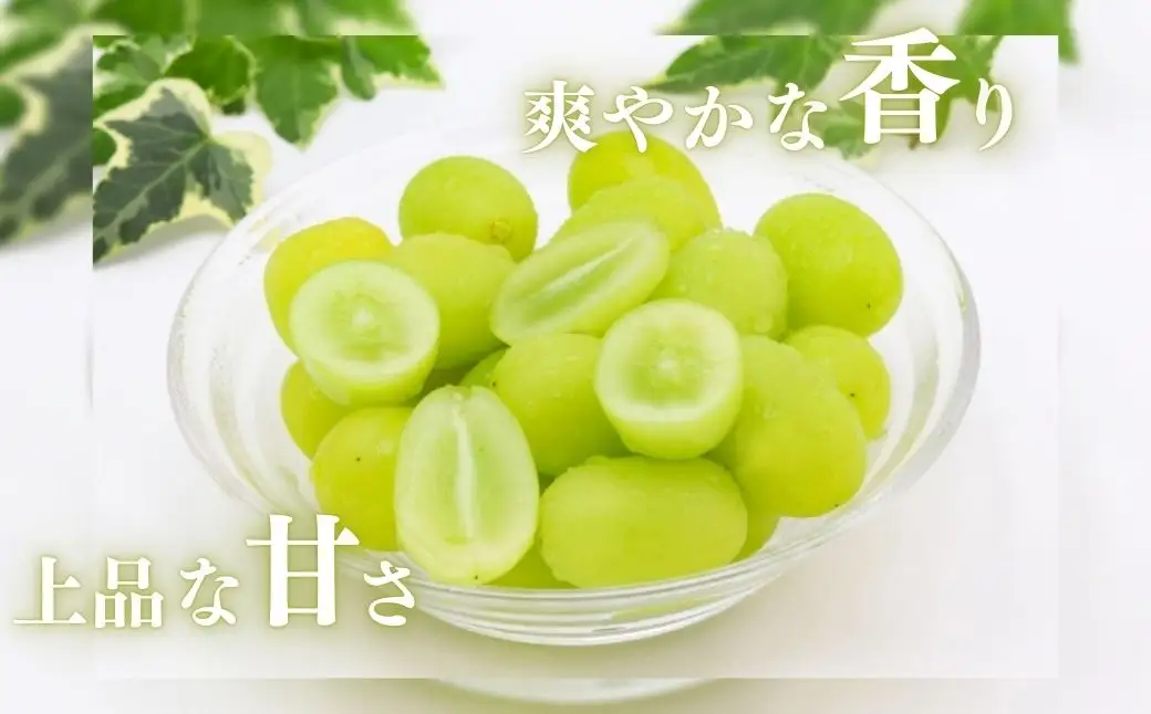 【2026年先行予約】シャインマスカット 約1kg（2~3房）|シャインマスカット
