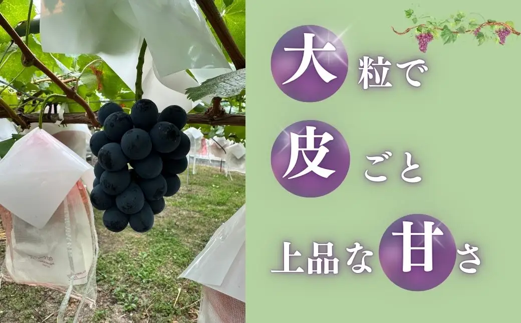 【2026年先行予約】ナガノパープル約1kg（2~3房）|ぶどう ぶどう