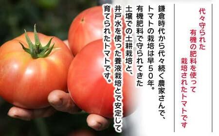 トマト 桃太郎はるか Mサイズ (約22～24個) 計約4kg | トマト 加藤義明とまと農園