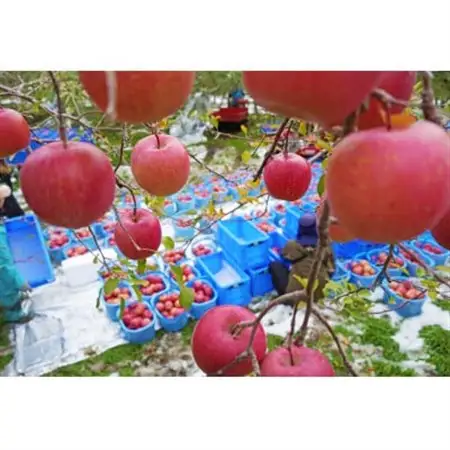 【26年6月出荷予定】平均糖度13度以上! サンふじ 約5kg 訳あり CA貯蔵 クール便_果物・フルーツ りんご  リンゴ 林檎_【配送不可地域：離島・沖縄県】【1612836】