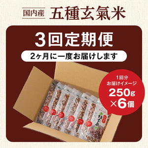 【隔月3回　定期便】国内産 五種玄氣米 250g×6個 1500g×3回_国内産 五種玄氣米 250g×6個 お届け回数 3回 玄米 ブレンド 雑穀米 もち赤米 うるち玄米 もち玄米 もち黒米 もち緑米 プチプチ もちもち 混ぜて炊くだけ 冷めても美味しい 主食 おにぎり 弁当 食卓 華やか 福岡県 久留米市 送料無料 〔Tk025〕