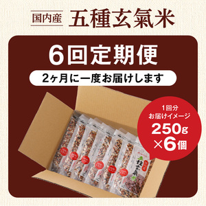 【隔月6回　定期便】国内産 五種玄氣米 250g×6個 1500g×6回_国内産 五種玄氣米 250g×6個 お届け回数 6回 玄米 ブレンド 雑穀米 もち赤米 うるち玄米 もち玄米 もち黒米 もち緑米 プチプチ もちもち 混ぜて炊くだけ 冷めても美味しい 主食 おにぎり 弁当 食卓 華やか 福岡県 久留米市 送料無料 〔Tk026〕