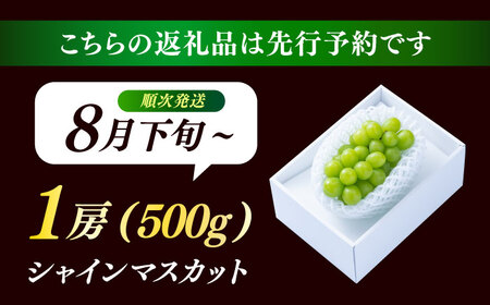 【先行予約・26年8月以降発送】日田産シャインマスカット 1房(約500g) ブドウ 葡萄 シャインマスカット【配送不可地域：離島】 [ARET004]