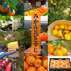 【2026年12月頃から順次発送】二種のみかん食べ比べ箱 【愛果 28 号・はれひめ】 約 1.5kg 家庭用 みかん 蜜柑 柑橘 果物 くだもの フルーツ お取り寄せ グルメ 期間限定 数量限定 人気 おすすめ 愛媛県 松山市 【PT0411】
