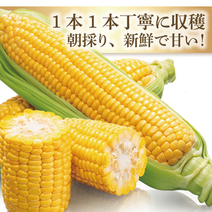 先行予約 トウモロコシ イエロー 12～15本入 山崎農園 産地直送 朝採り 新鮮 野菜 夏 旬 とうもろこし コーン 甘い おいしい 茨城県 阿見町【2026年6月上旬～7月下旬頃順次発送予定】（70-04-1）