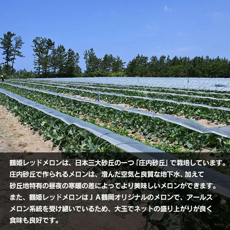 【令和8年産先行予約】鶴姫レッドメロン（3～5玉） 秀品 4L～2L　K-843　JA鶴岡　赤肉メロン　| メロン めろん フルーツ 果物 くだもの 夏 旬 デザート 産地直送 山形 鶴岡 庄内 東北 人気 おすすめ 美味しい 国産 お取り寄せ 返礼品