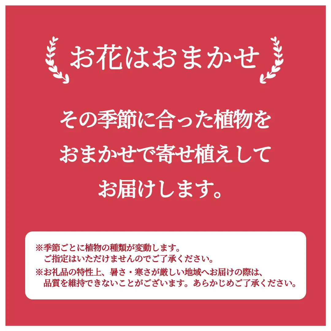 季節の寄せ植え＜花わたひき＞花 お花 季節の花 生花 記念日 誕生日 自宅用 インテリア 部屋飾り 装飾 贈答 ギフトプレゼント おしゃれ 茨城県 城里町 (BY002)