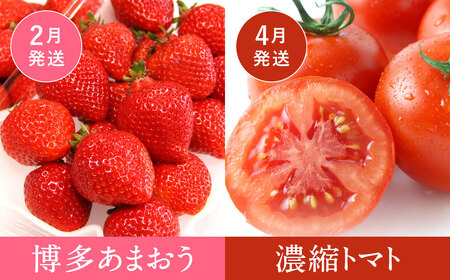 【福岡県産 特産品 年4回定期便】うまもぐ厳選 野菜果物セットA 定期便 野菜 果物 詰め合わせ