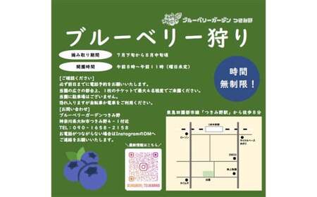 ブルーベリー摘み取り体験 （1kg分） 体験 収穫 チケット ブルーベリー 